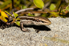 Oligosoma kahurangi