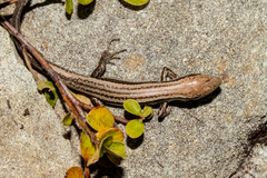 Oligosoma kahurangi