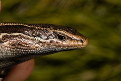Oligosoma kahurangi