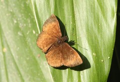 Bolla catharina