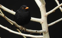 Turdus merula merula