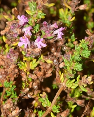 Thymus hyemalis