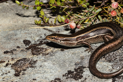 Oligosoma kahurangi