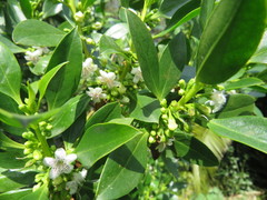 Myoporum laetum