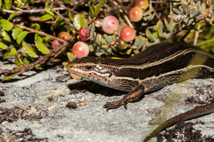 Oligosoma kahurangi