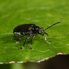 Lema chalcoptera