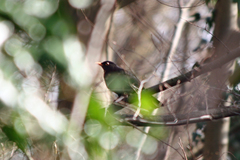 Turdus merula