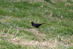 Turdus merula