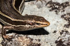 Oligosoma kahurangi