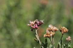 Tessaria absinthioides