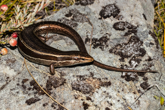 Oligosoma kahurangi