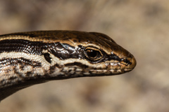 Oligosoma kahurangi