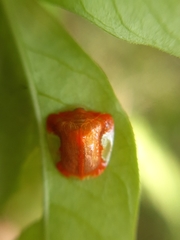 Charidotella rubicunda