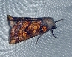 Papaipema impecuniosa