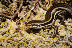 Oligosoma kahurangi