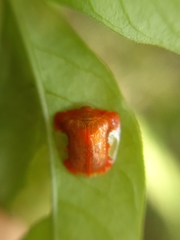 Charidotella rubicunda