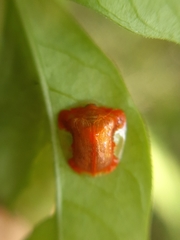 Charidotella rubicunda