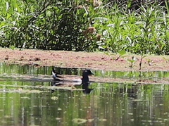 Porphyriops melanops