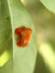 Charidotella rubicunda