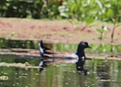 Porphyriops melanops