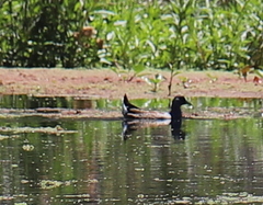 Porphyriops melanops