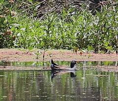 Porphyriops melanops