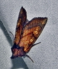 Papaipema impecuniosa
