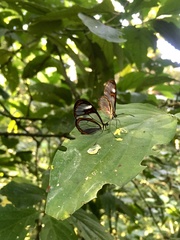 Ithomia agnosia zikani