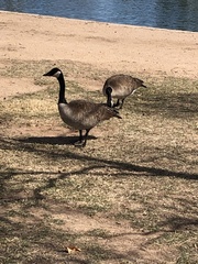 Branta canadensis