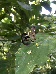 Ithomia agnosia zikani