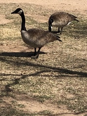 Branta canadensis