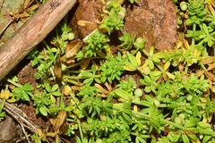 Galium verrucosum