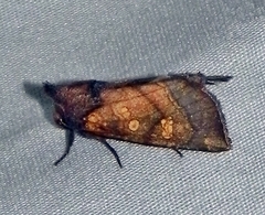 Papaipema impecuniosa