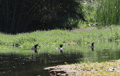 Nannopterum brasilianum
