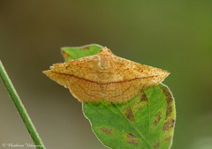 Striglina