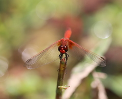 Erythrodiplax corallina