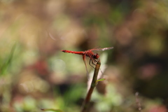 Erythrodiplax corallina