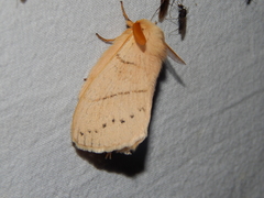 Philotherma rosa