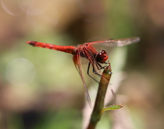 Erythrodiplax corallina