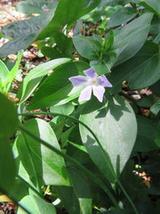 Vinca difformis