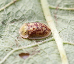 Cassida canaliculata