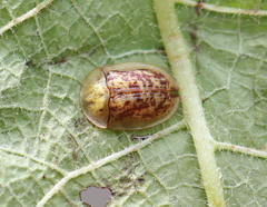 Cassida canaliculata