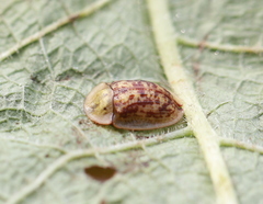 Cassida canaliculata