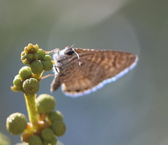Leptotes trigemmatus