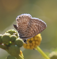 Leptotes trigemmatus