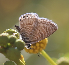 Leptotes trigemmatus