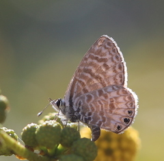 Leptotes trigemmatus