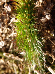 Carum verticillatum