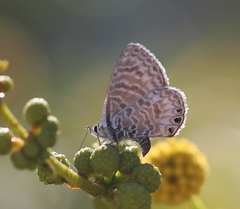 Leptotes trigemmatus