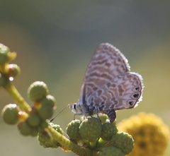 Leptotes trigemmatus